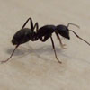 North Star Pest Control - Carpenter Ant Removal