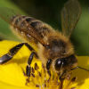 North Star Pest Control - Exterminating Bees, Wasps, and Hornets