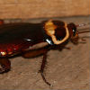 North Star Pest Control - Cockroach Extermination