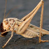 North Star Pest Control - Cricket Removal