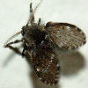 North Star Pest Control - Drain Fly Extermination