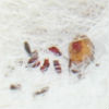 North Star Pest Control - Flea extermination