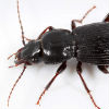 North Star Pest Control - Ground Beetle Removal
