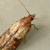 North Star Pest Control - Indian Meal Moth Extermination