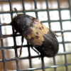 North Star Pest Control - Larder Beetles Removal