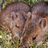 North Star Pest Control - Mice removal