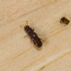 North Star Pest Control - Powder Post Beetle removal