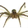 North Star Pest Control - Spider Removal