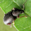 North Star Pest Control - Strawberry Root Weevil Removal