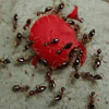 North Star Pest Control - Ant Removal
