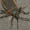 North Star Pest Control - Box Elder Removal