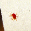 North Star Pest Control - Clover Mite Removal