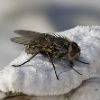 North Star Pest Control - Cluster Fly Removal